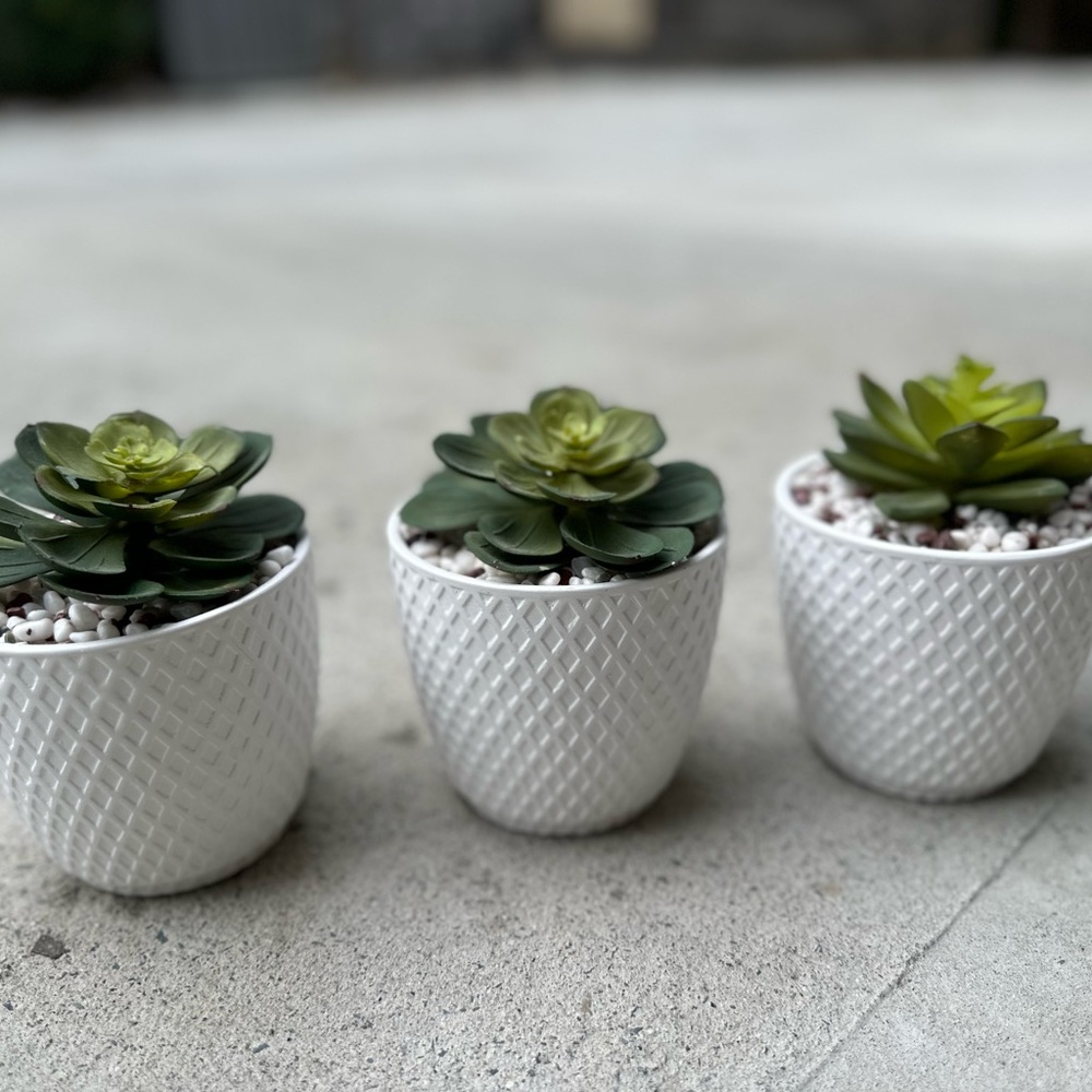 (3) faux succulents - (8 inches high)